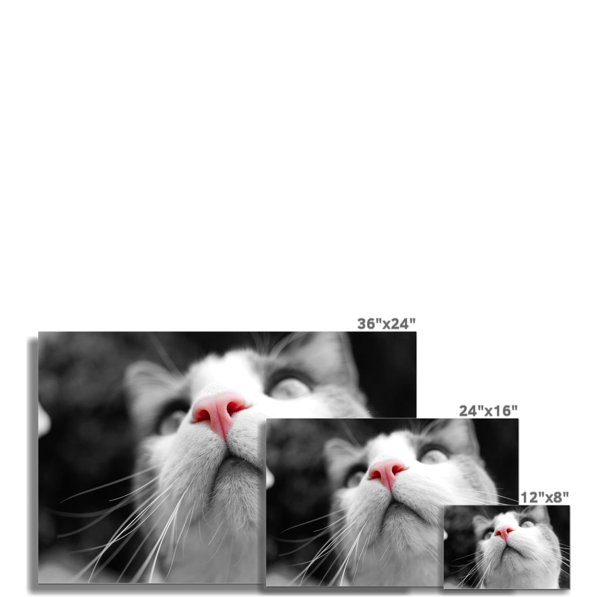 Pink Noses Rolled Eco Canvas