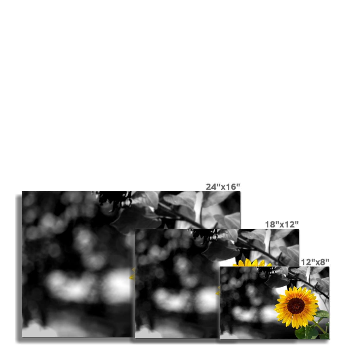 Sunflower Alone Hahnemühle Photo Rag Print