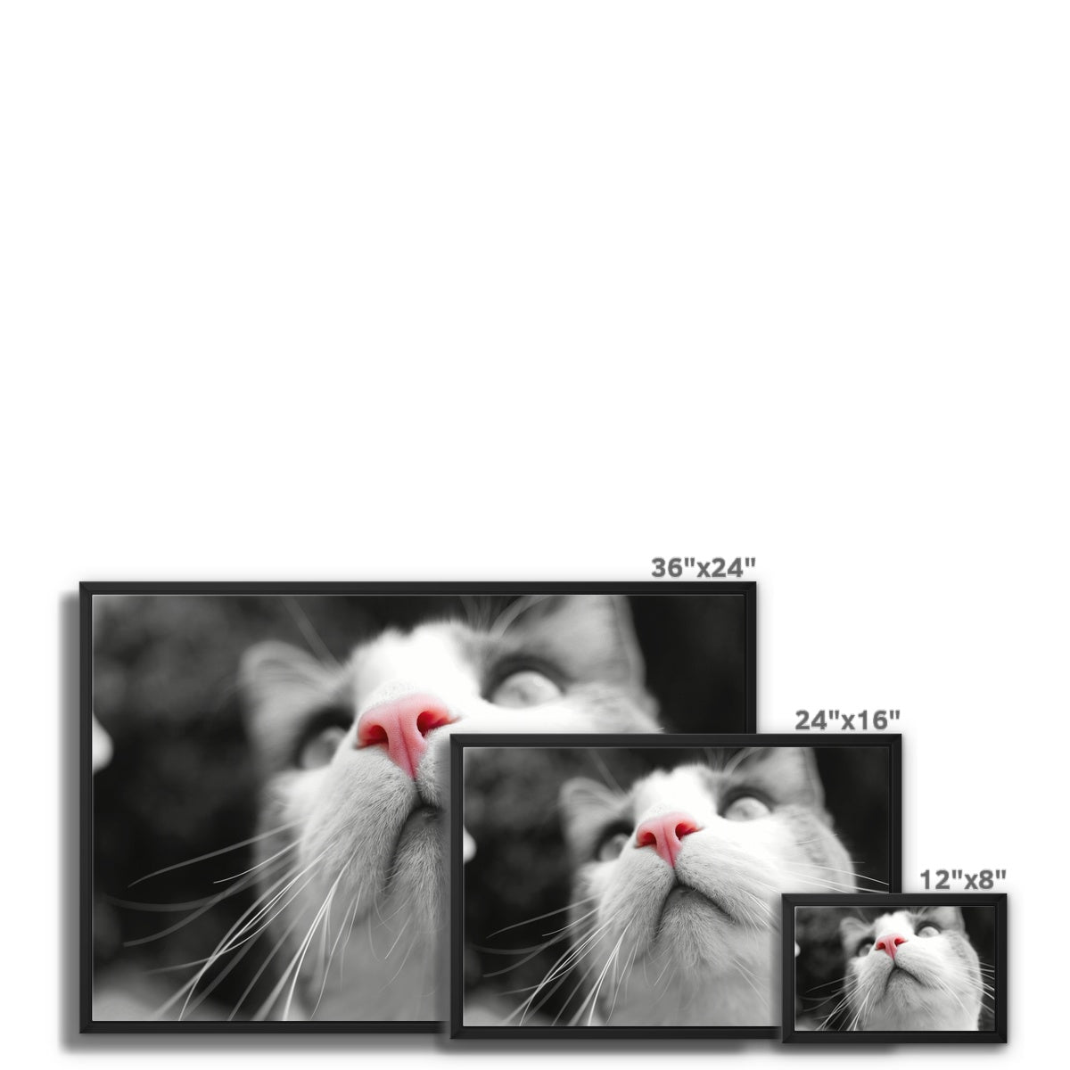 Pink Noses Framed Canvas