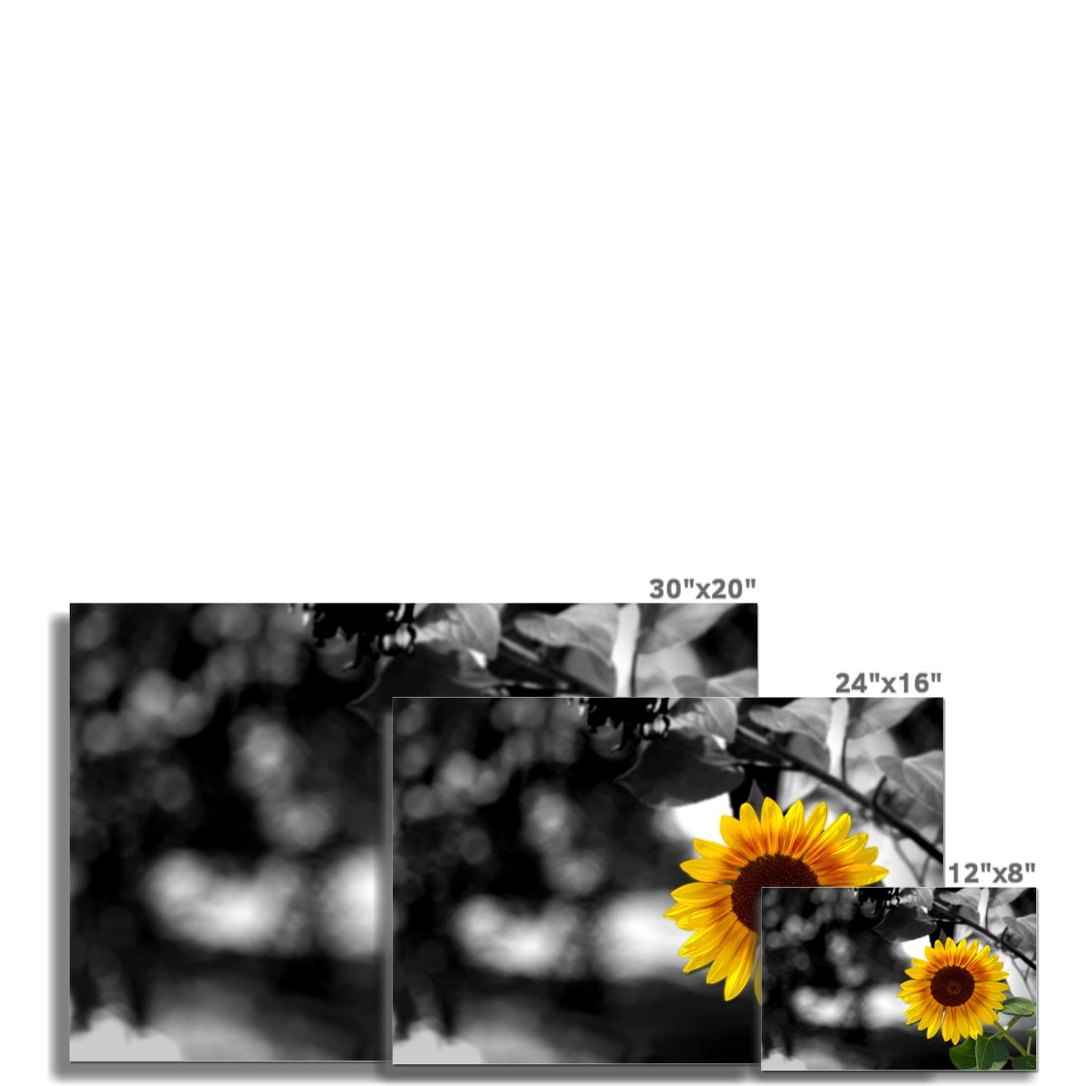 Sunflower Alone Hahnemühle Photo Rag Print