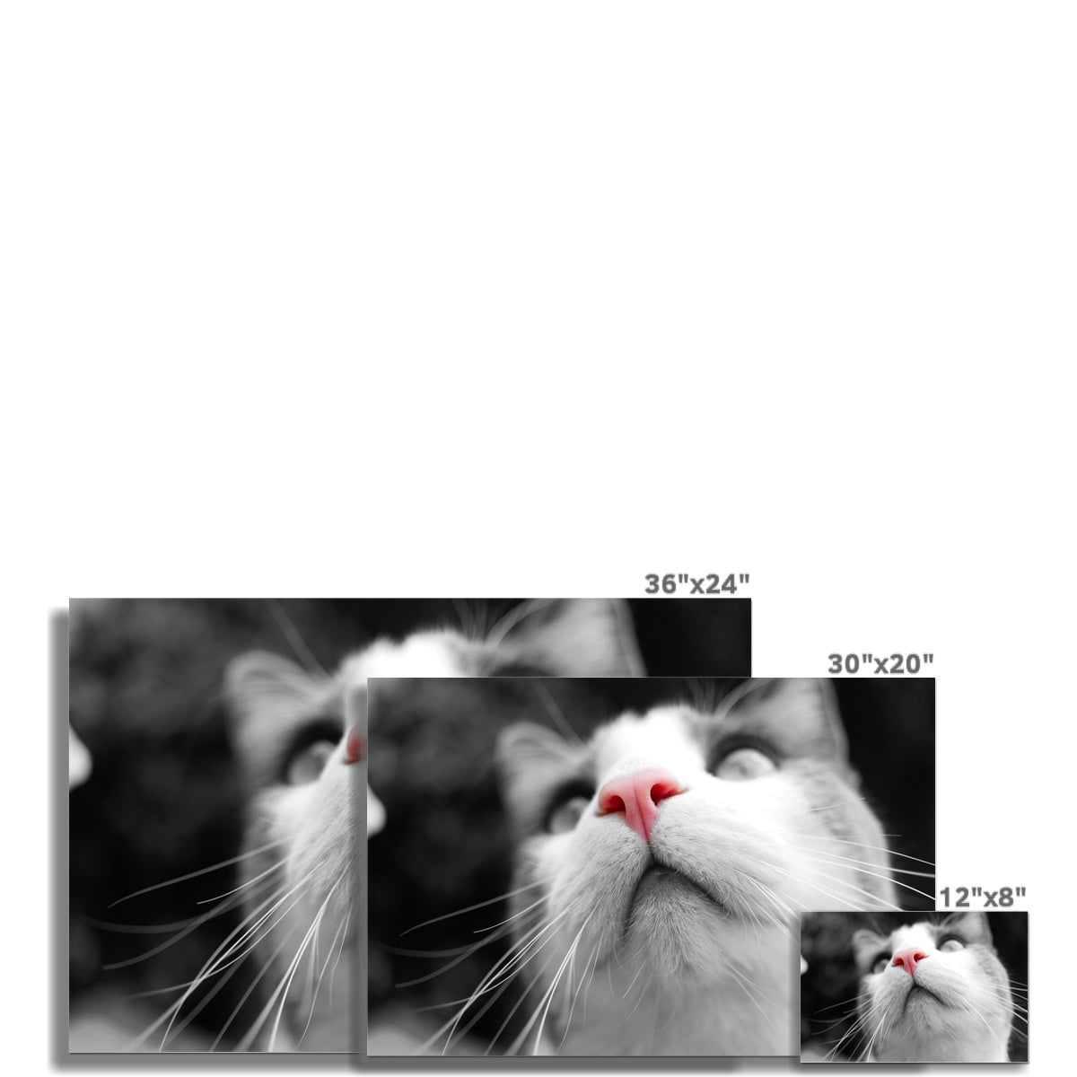 Pink Noses Fine Art Print