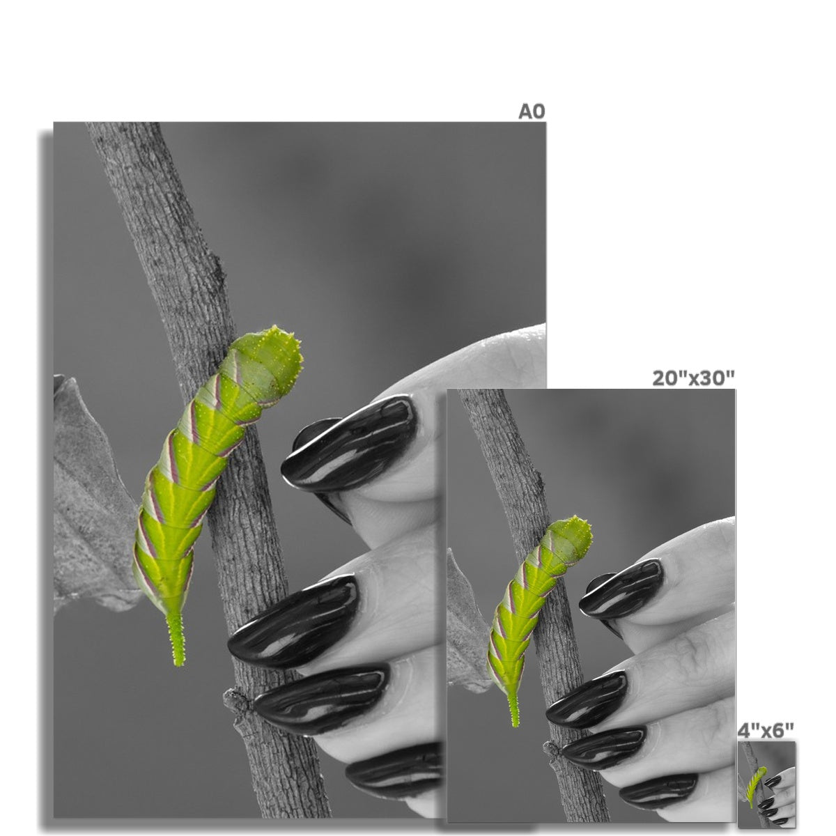 Squeaks Rolled Eco Canvas