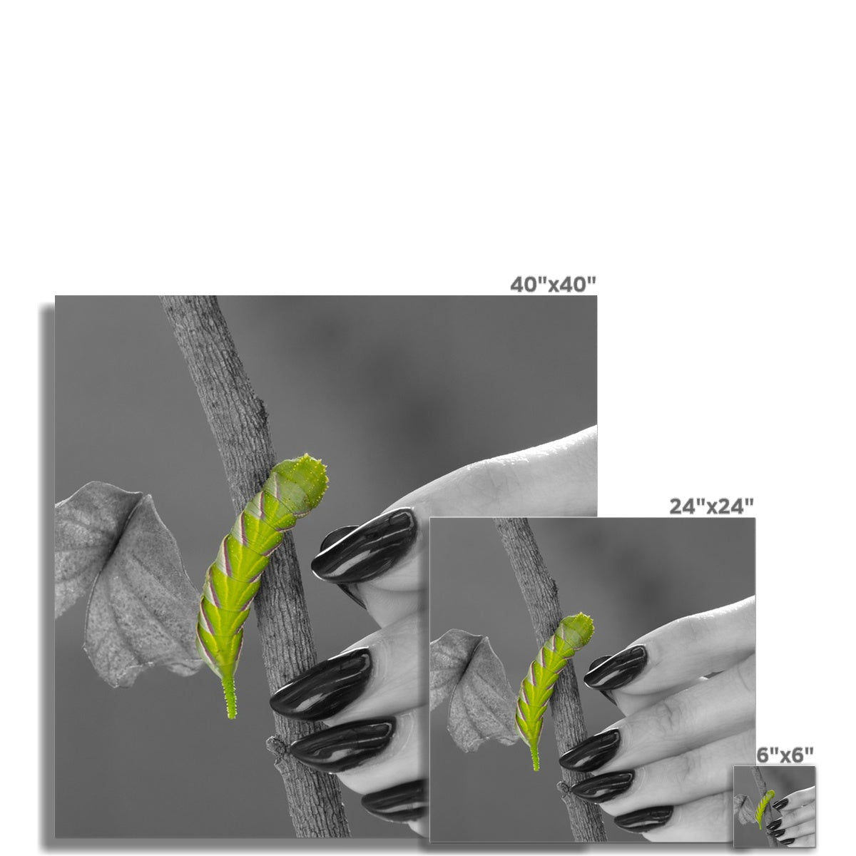 Squeaks Fine Art Print