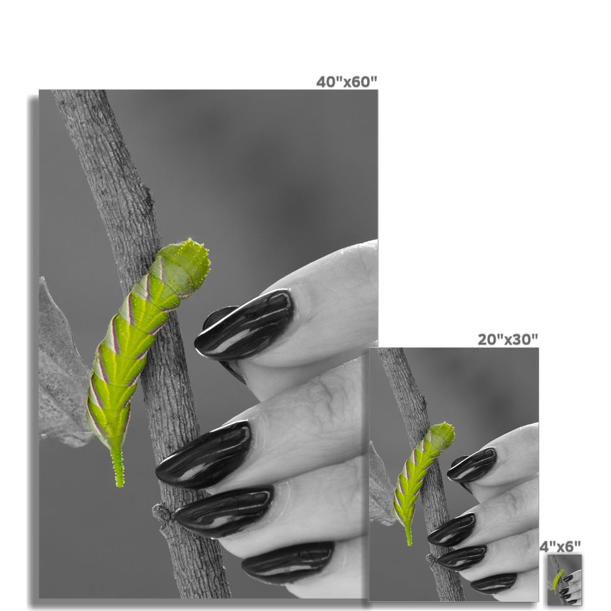 Squeaks Hahnemühle German Etching Print