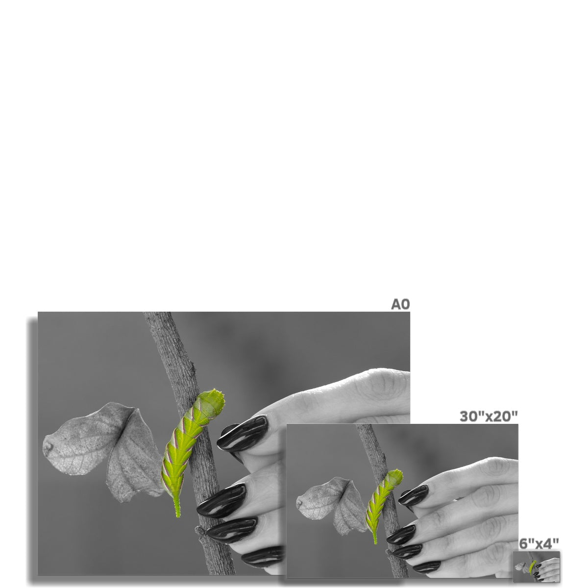 Squeaks Rolled Canvas