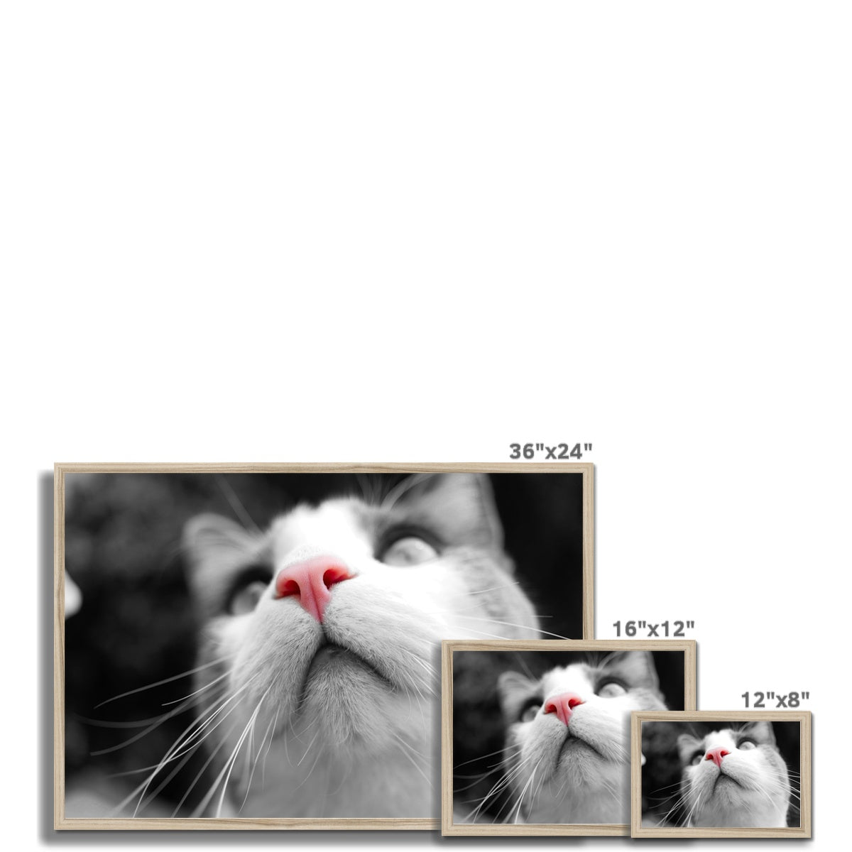 Pink Noses Framed Print