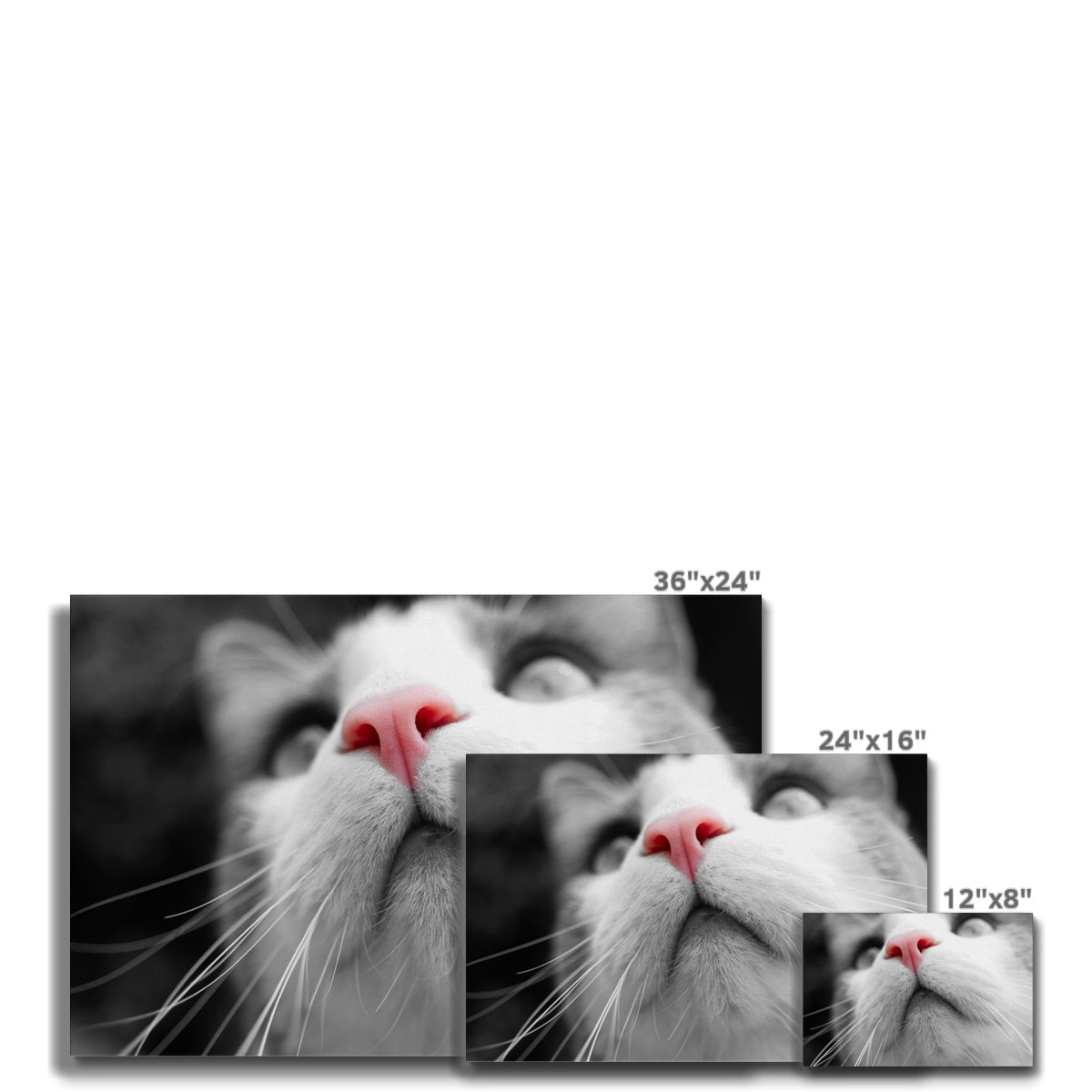Pink Noses Canvas