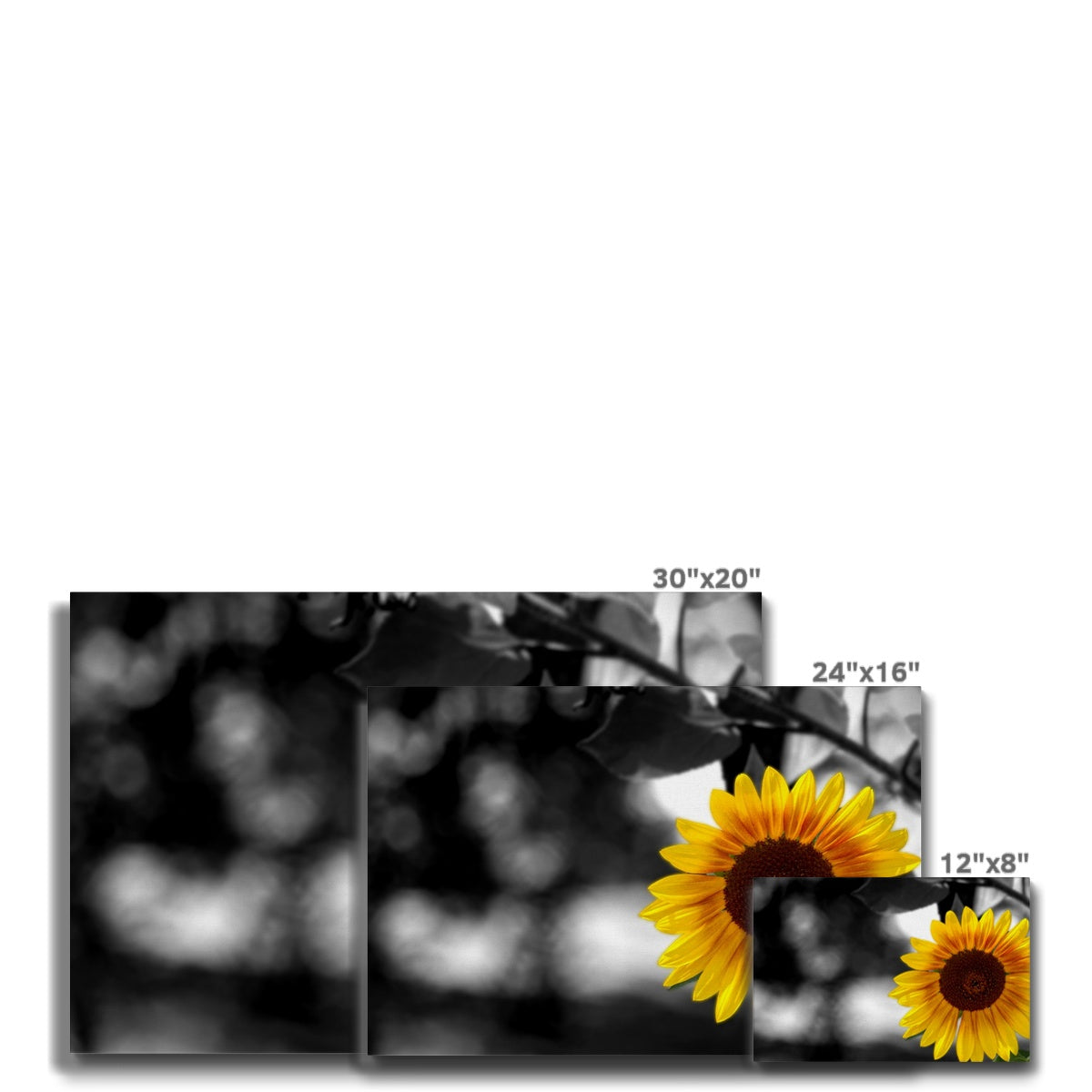 Sunflower Alone Eco Canvas