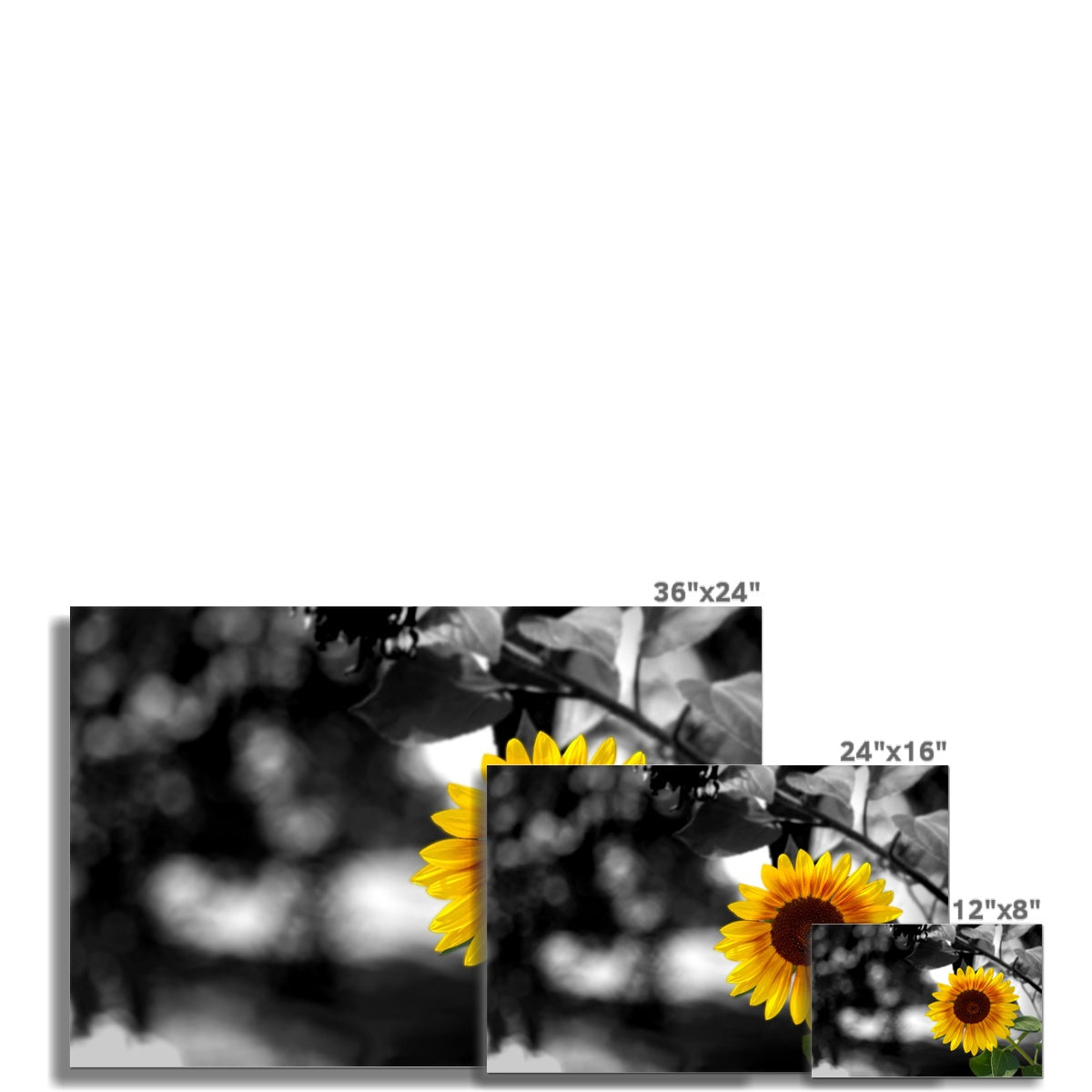 Sunflower Alone Hahnemühle German Etching Print