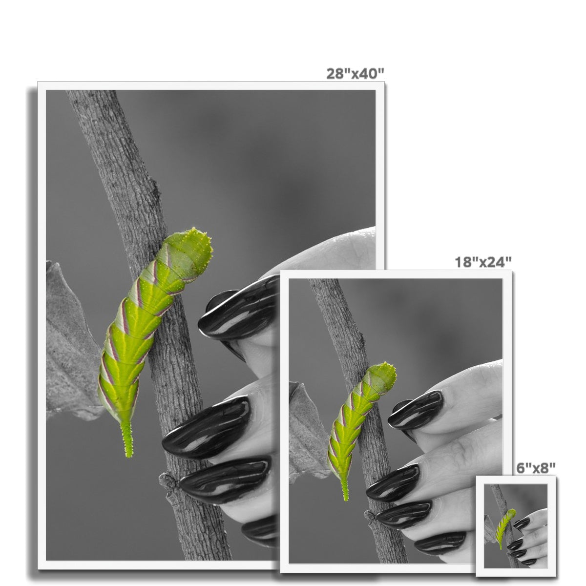 Squeaks Framed Print