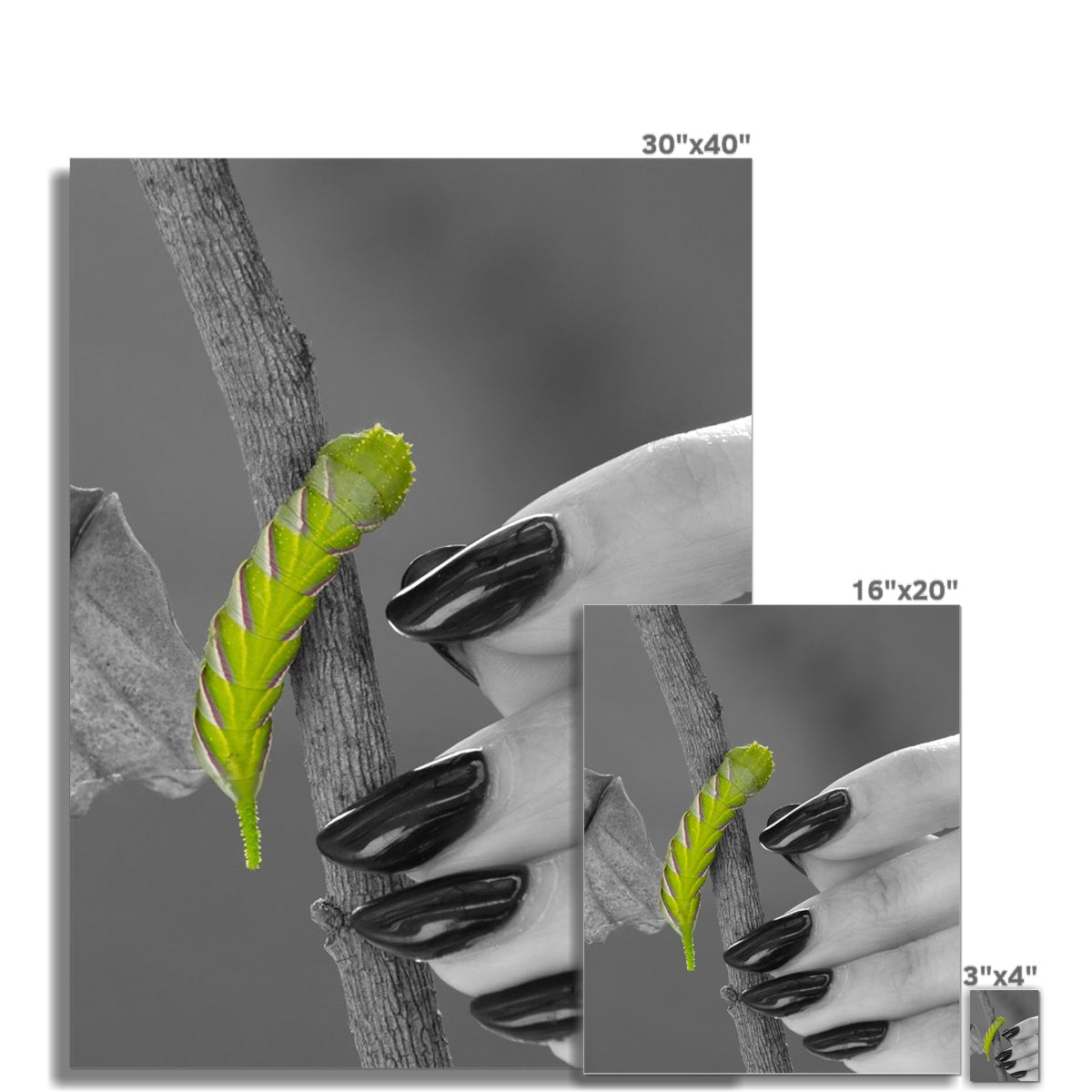 Squeaks C-Type Print