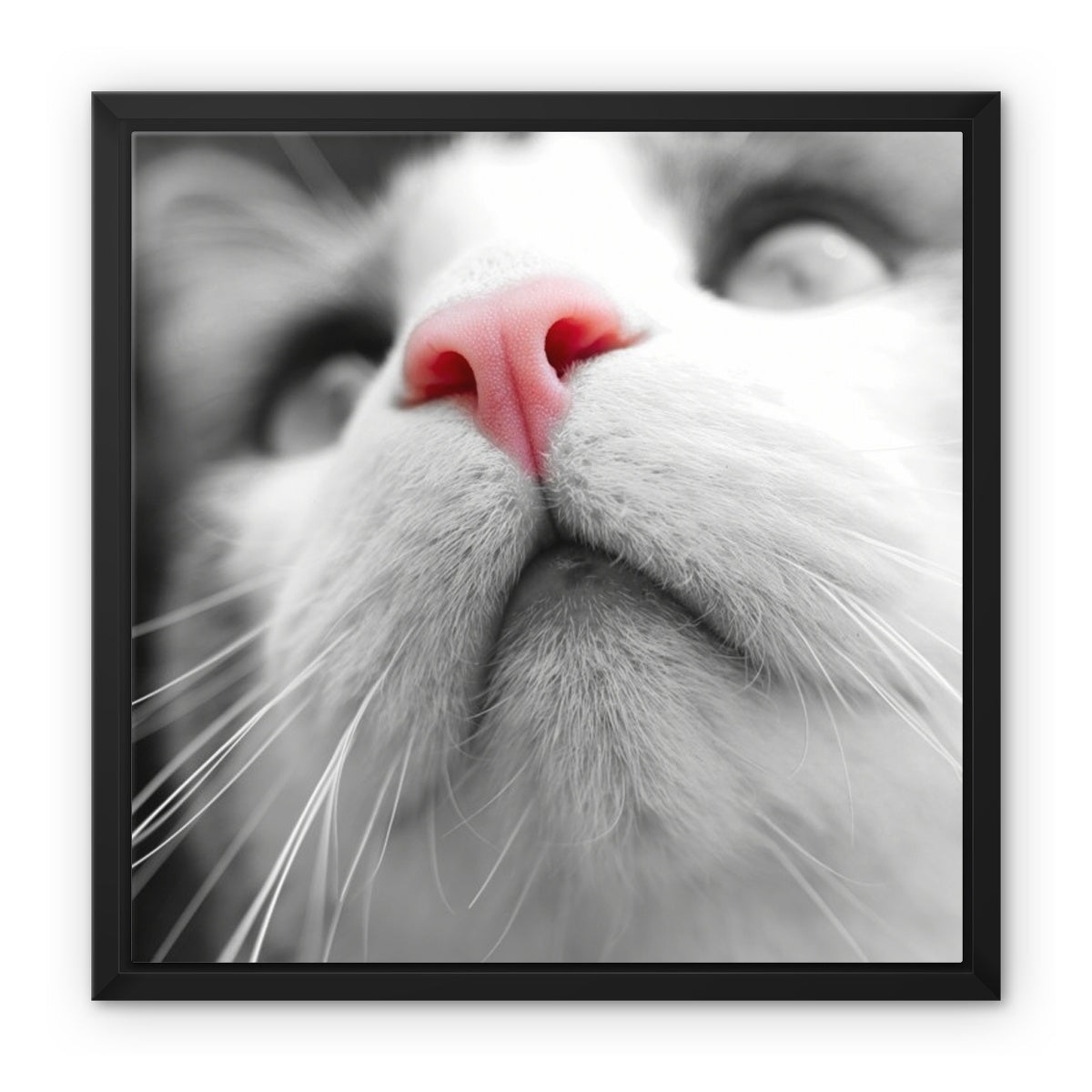 Pink Noses Framed Canvas