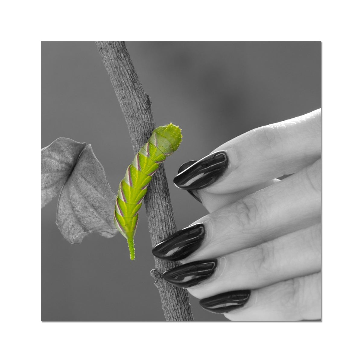 Squeaks Rolled Eco Canvas