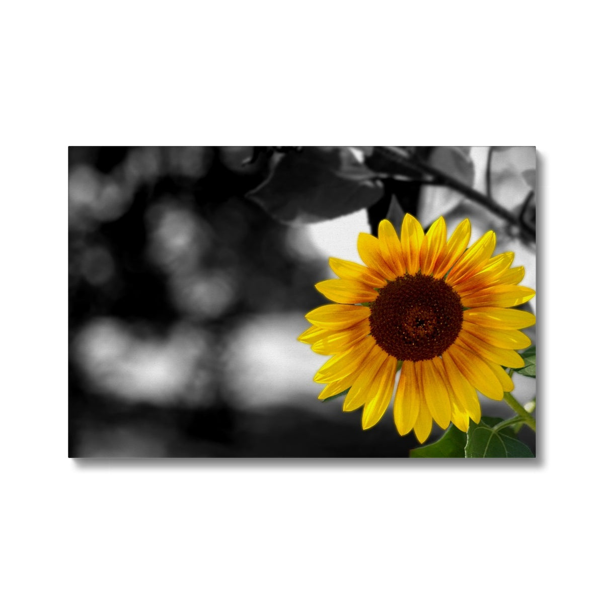 Sunflower Alone Eco Canvas