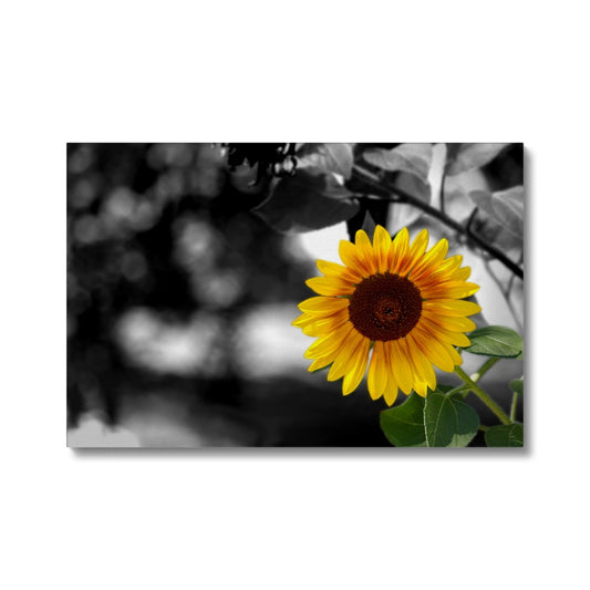 Sunflower Alone Eco Canvas