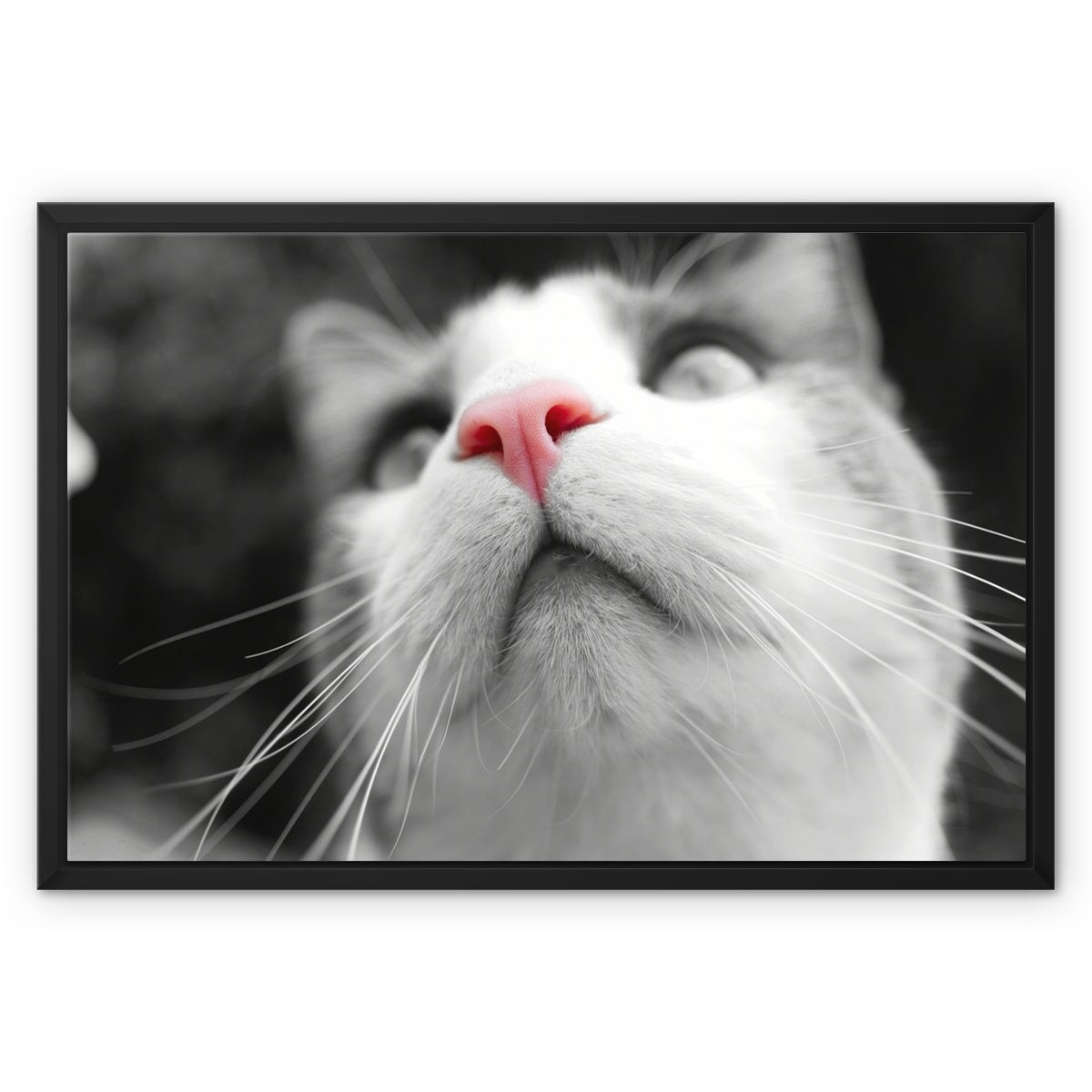 Pink Noses Framed Canvas