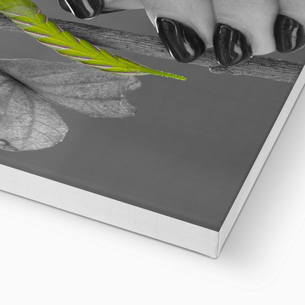 Squeaks Eco Canvas