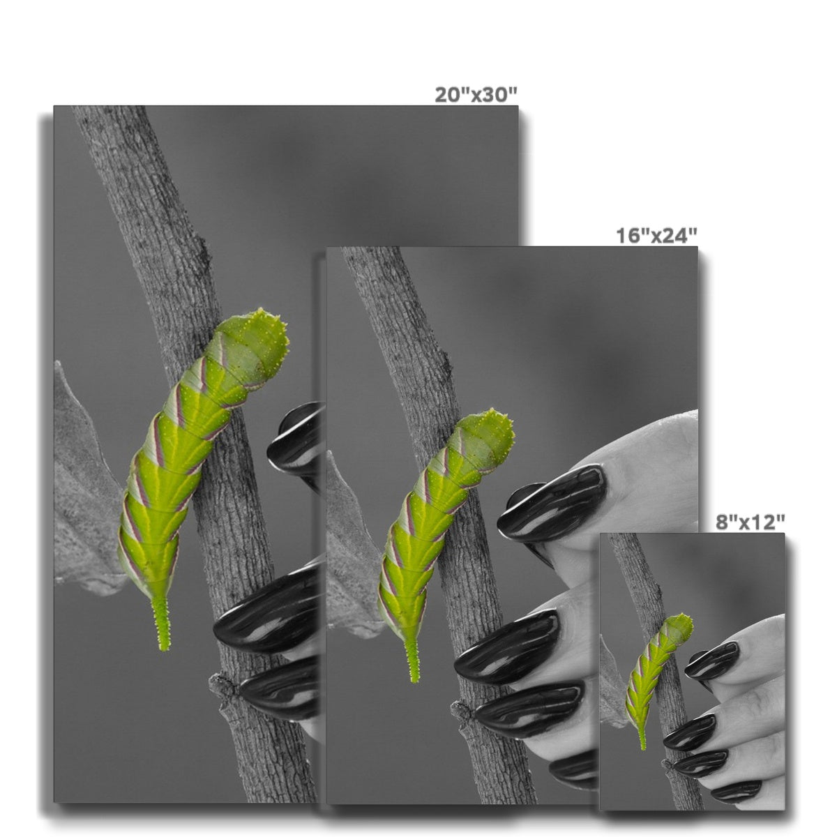 Squeaks Eco Canvas