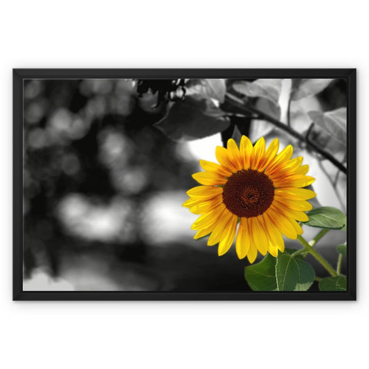 Sunflower Alone Framed Canvas