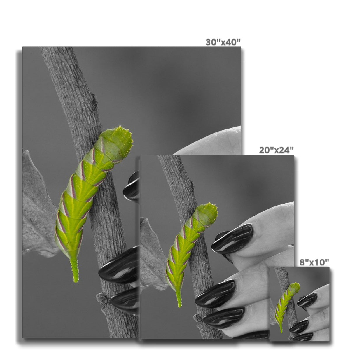 Squeaks Canvas