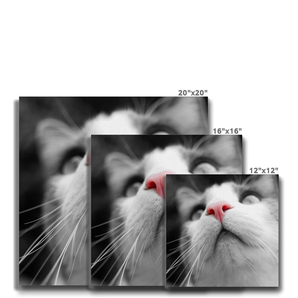 Pink Noses Canvas