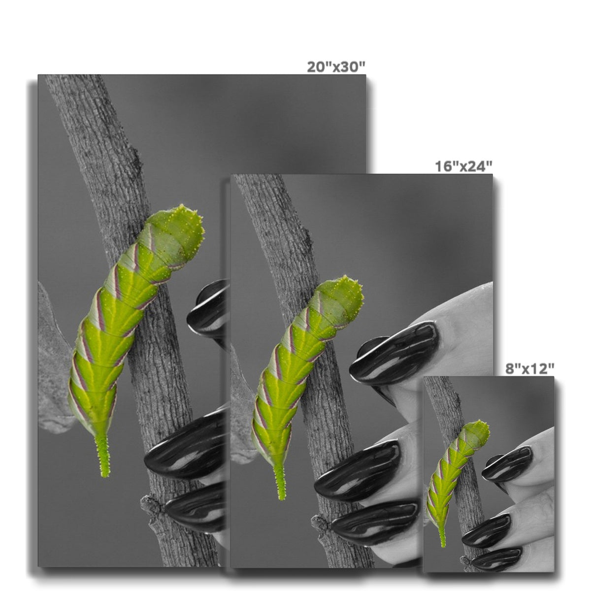 Squeaks Eco Canvas