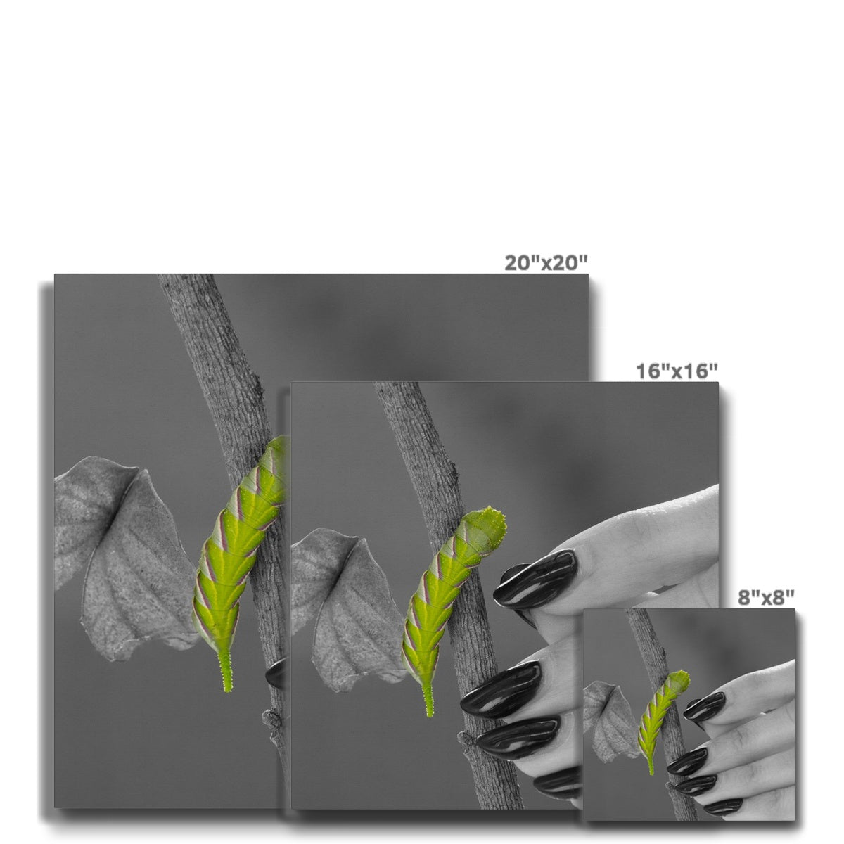 Squeaks Eco Canvas