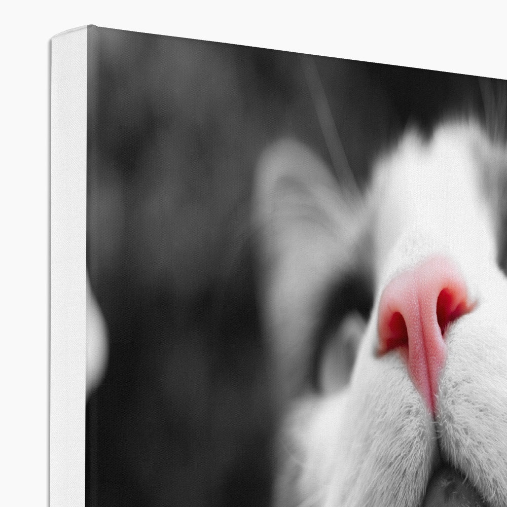 Pink Noses Canvas