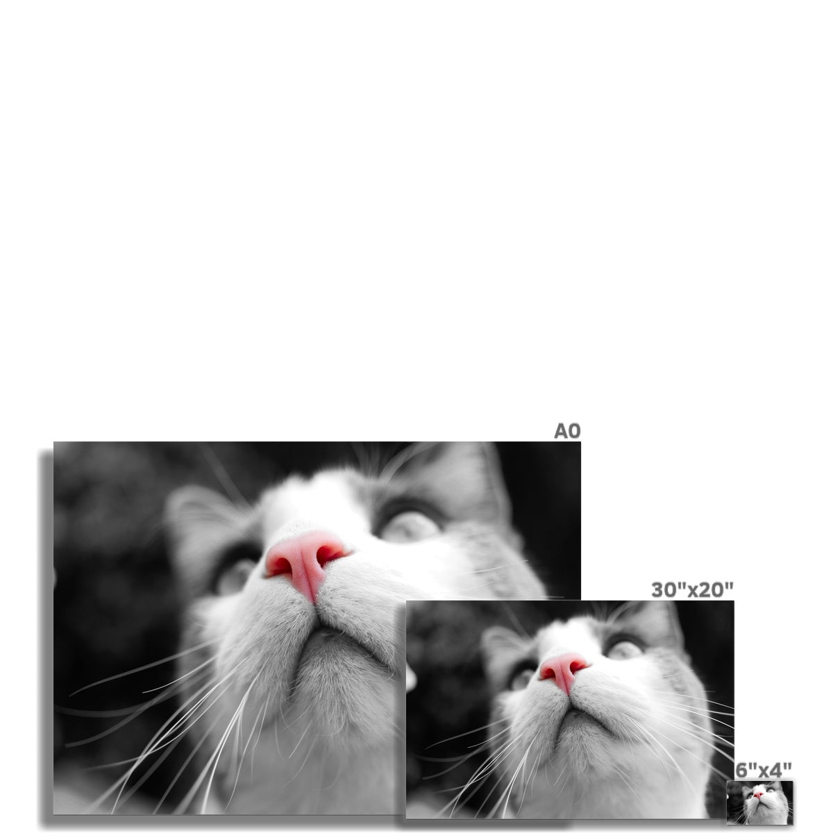 Pink Noses Rolled Eco Canvas