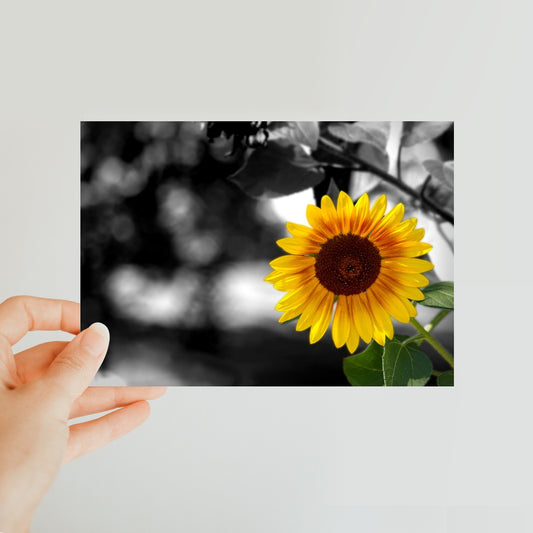 Sunflower Alone Classic Postcard