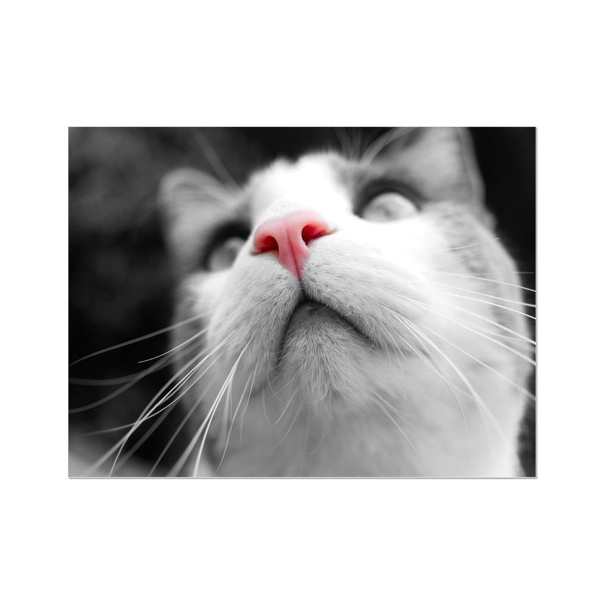 Pink Noses Wall Art Poster