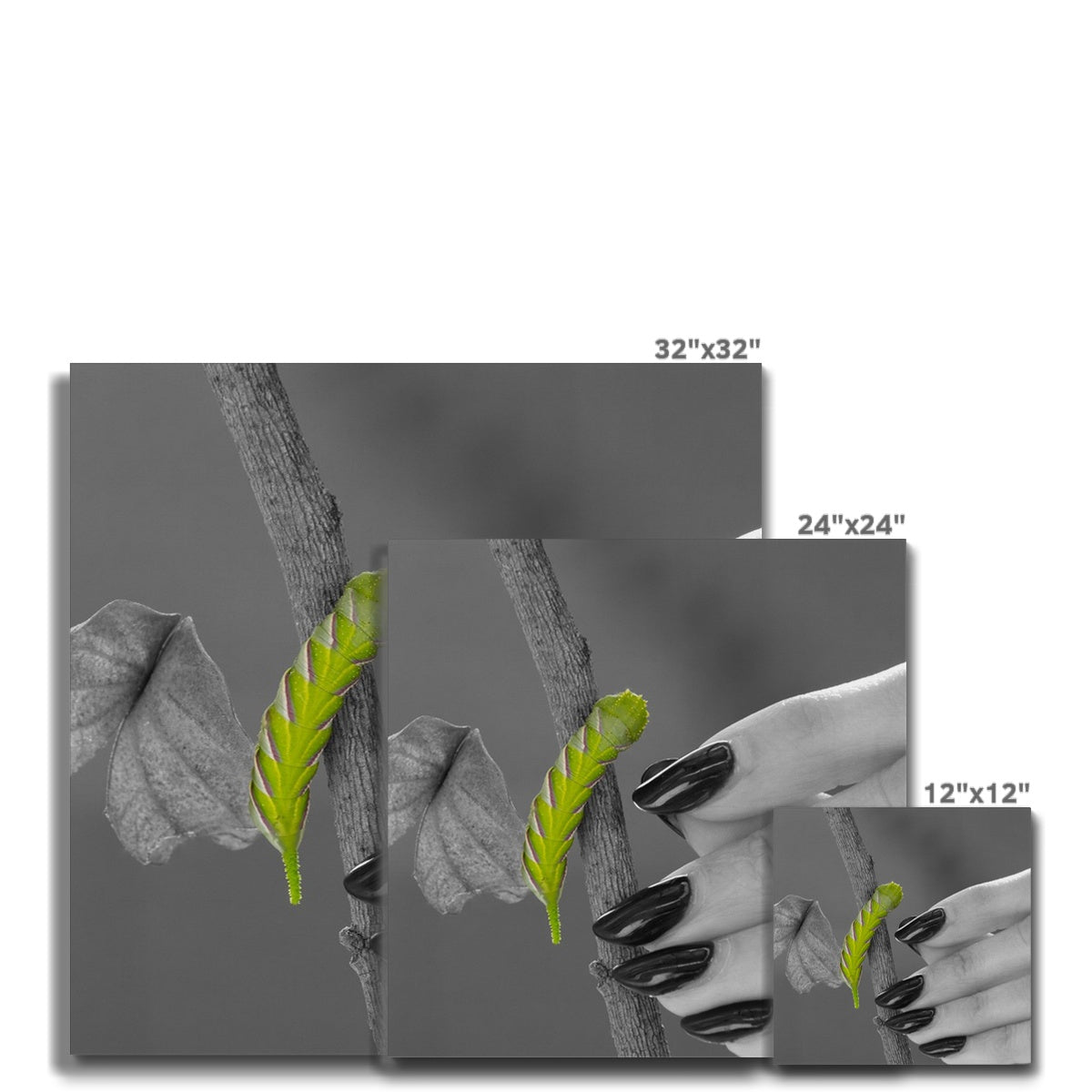 Squeaks Canvas