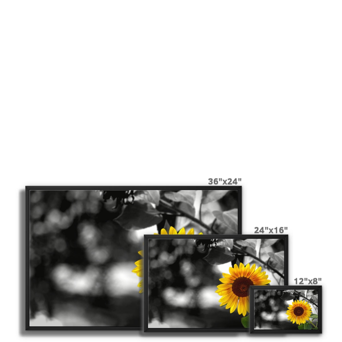 Sunflower Alone Framed Canvas