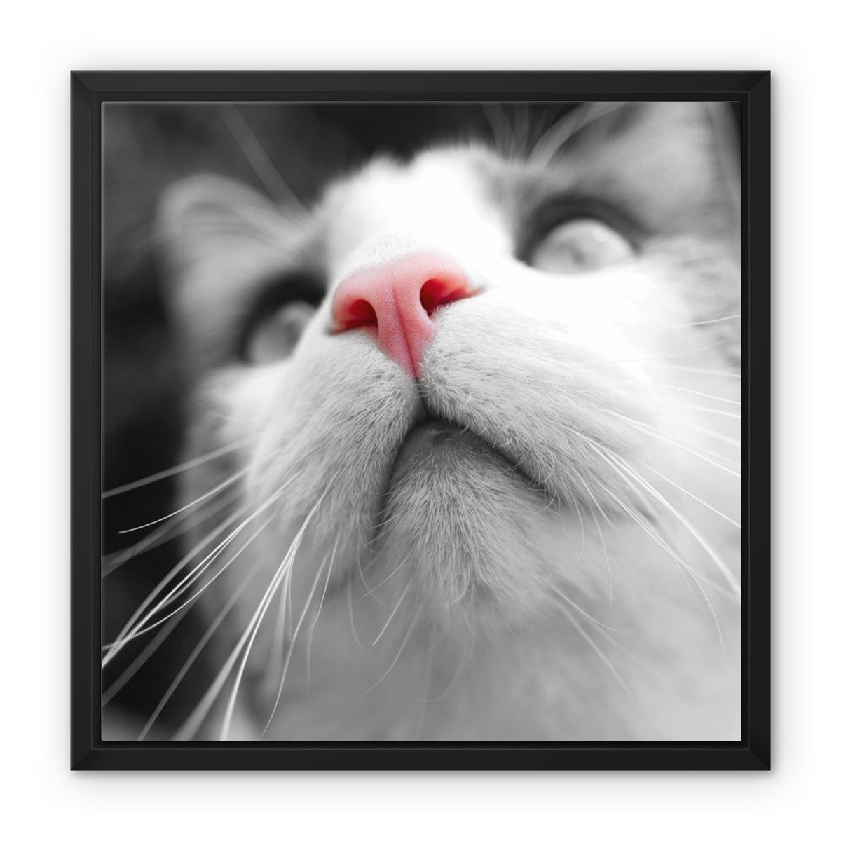 Pink Noses Framed Canvas