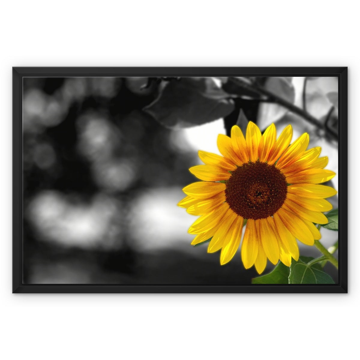 Sunflower Alone Framed Canvas
