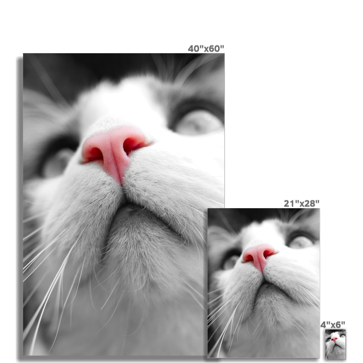 Pink Noses Wall Art Poster