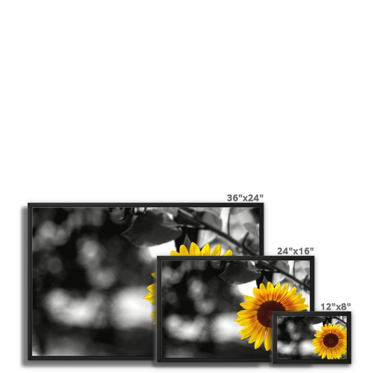 Sunflower Alone Framed Canvas
