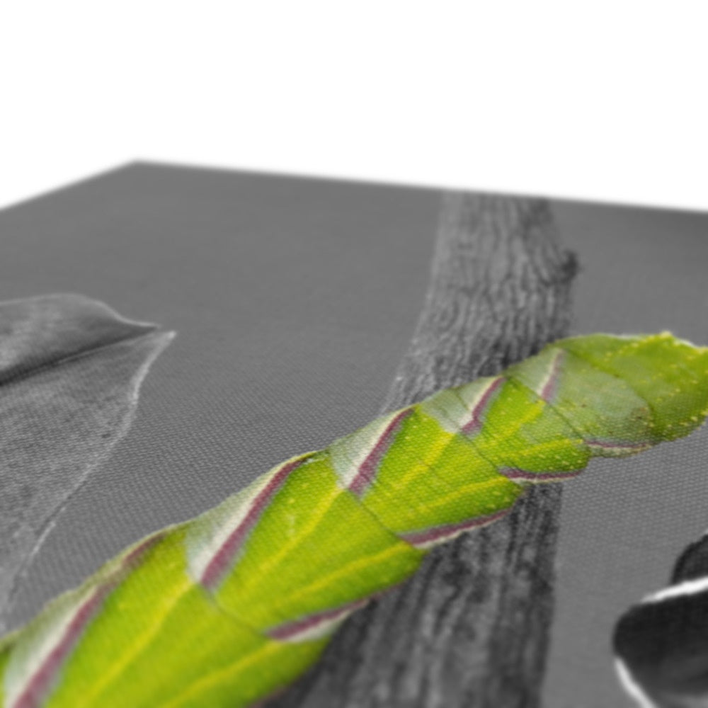 Squeaks Eco Canvas