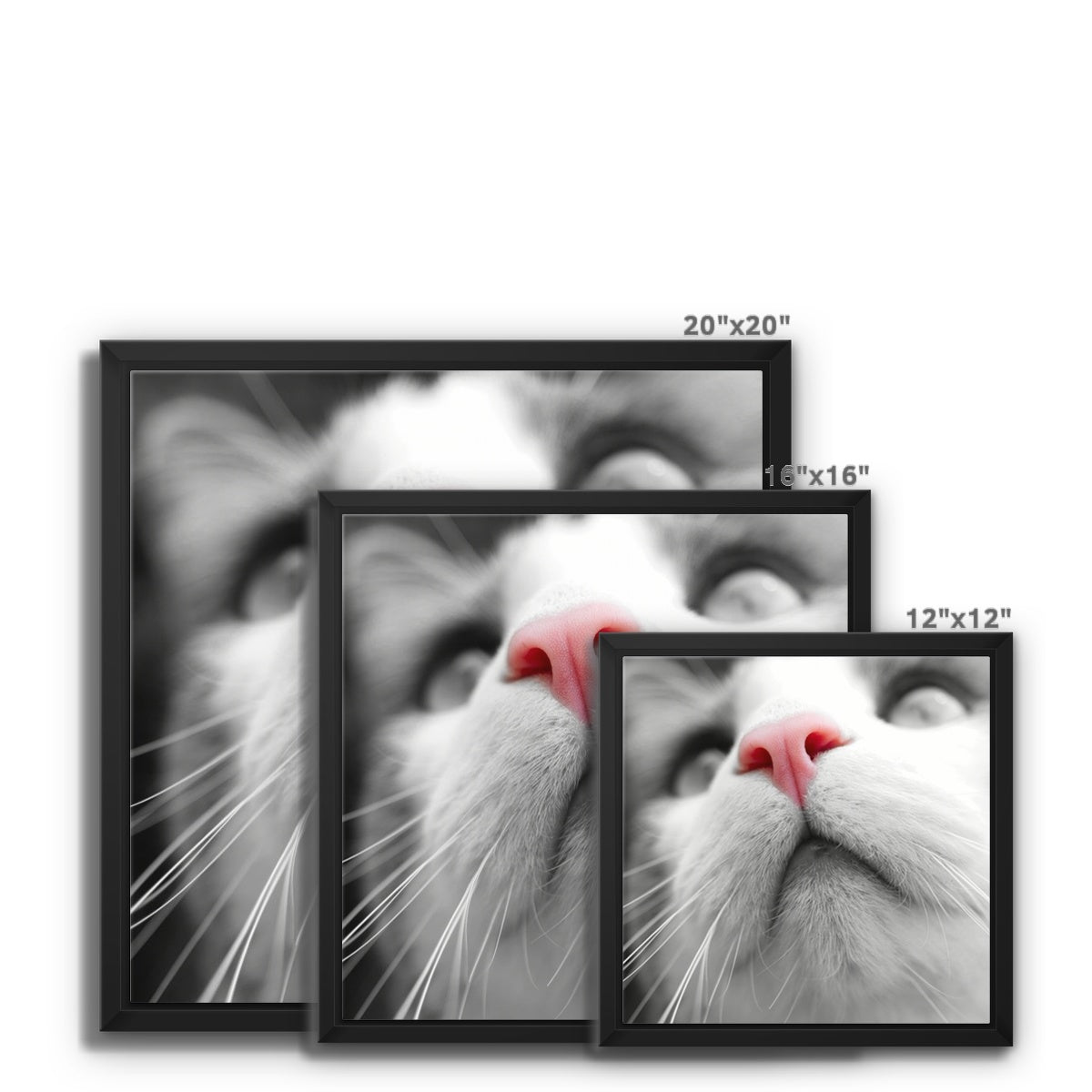 Pink Noses Framed Canvas
