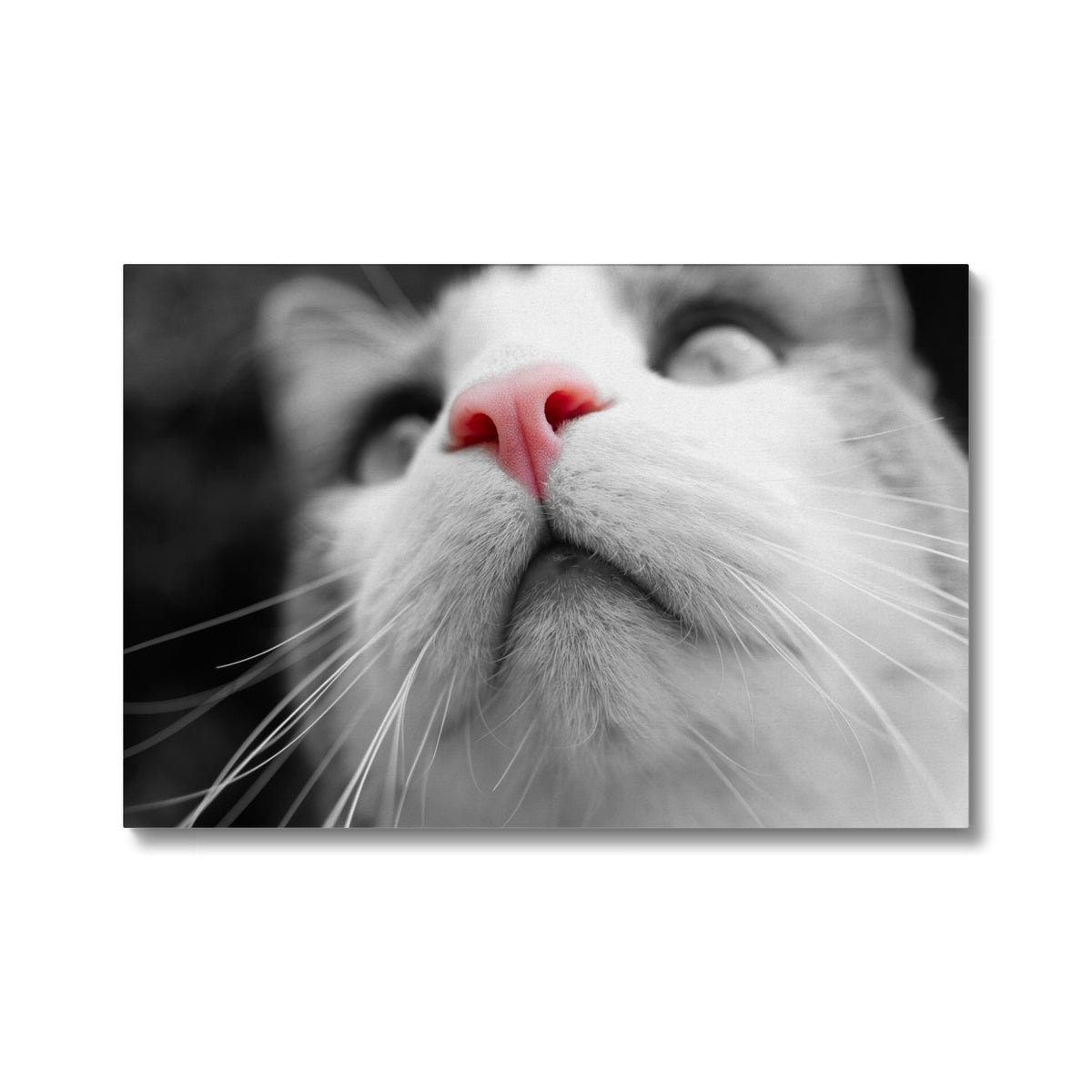Pink Noses Canvas
