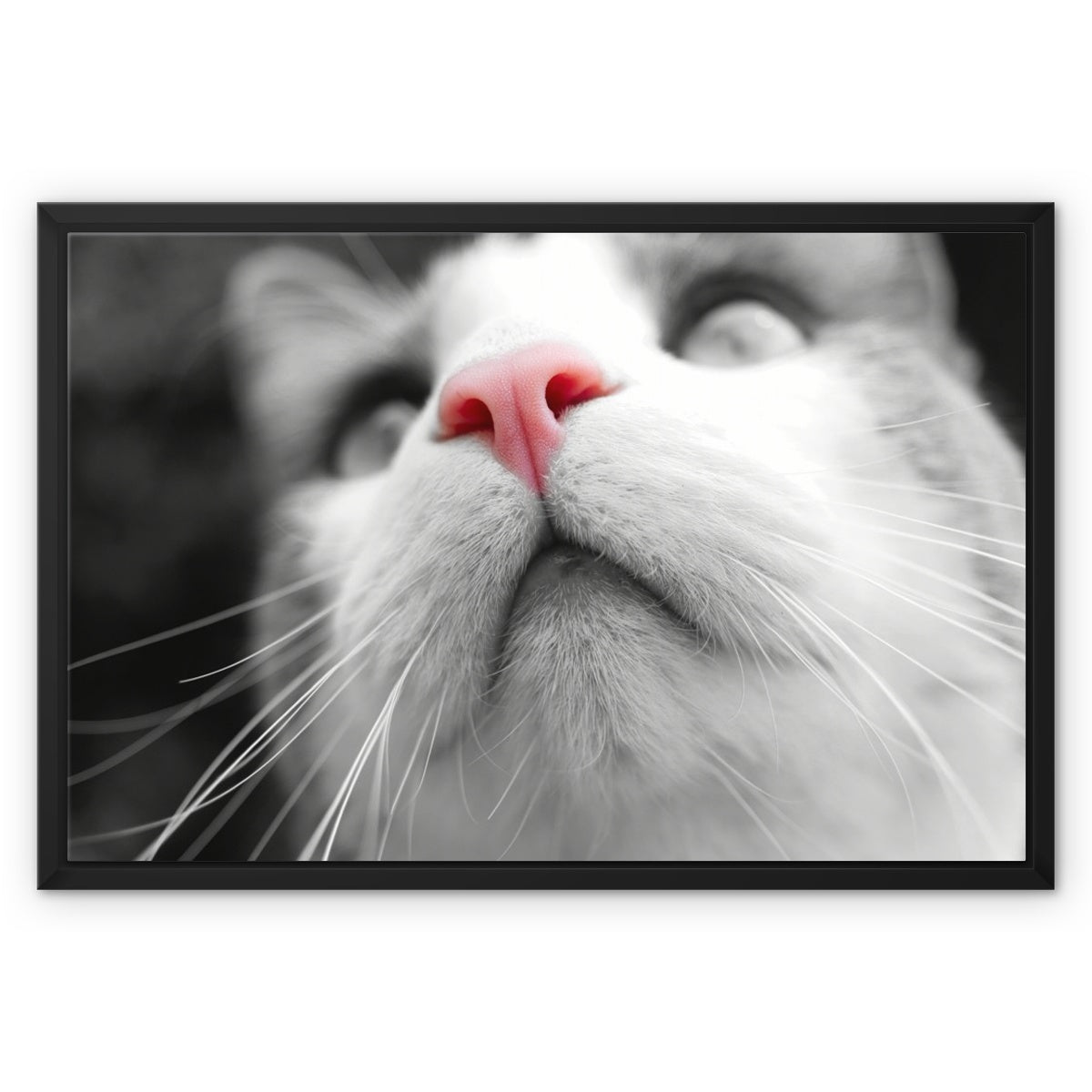 Pink Noses Framed Canvas