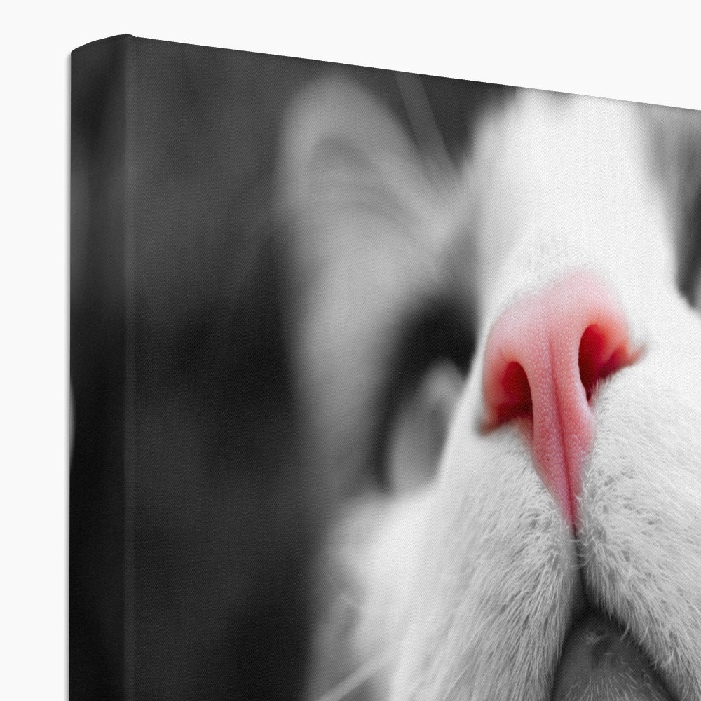 Pink Noses Canvas