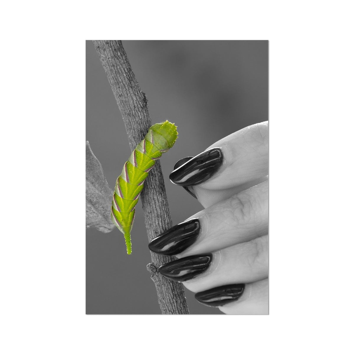 Squeaks Rolled Eco Canvas