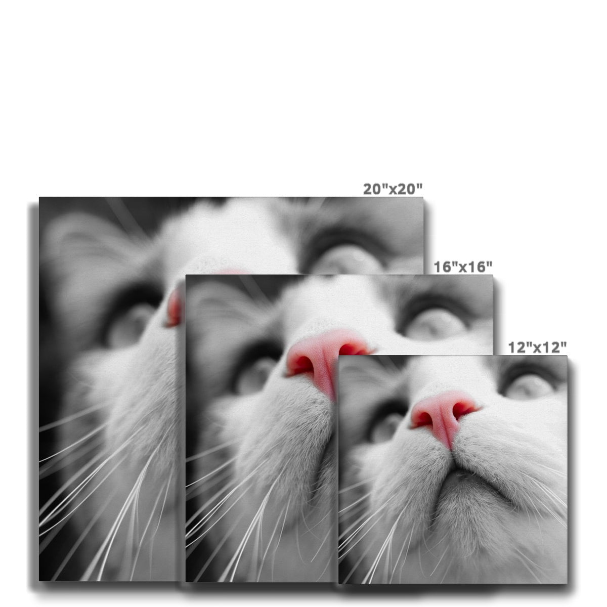 Pink Noses Canvas
