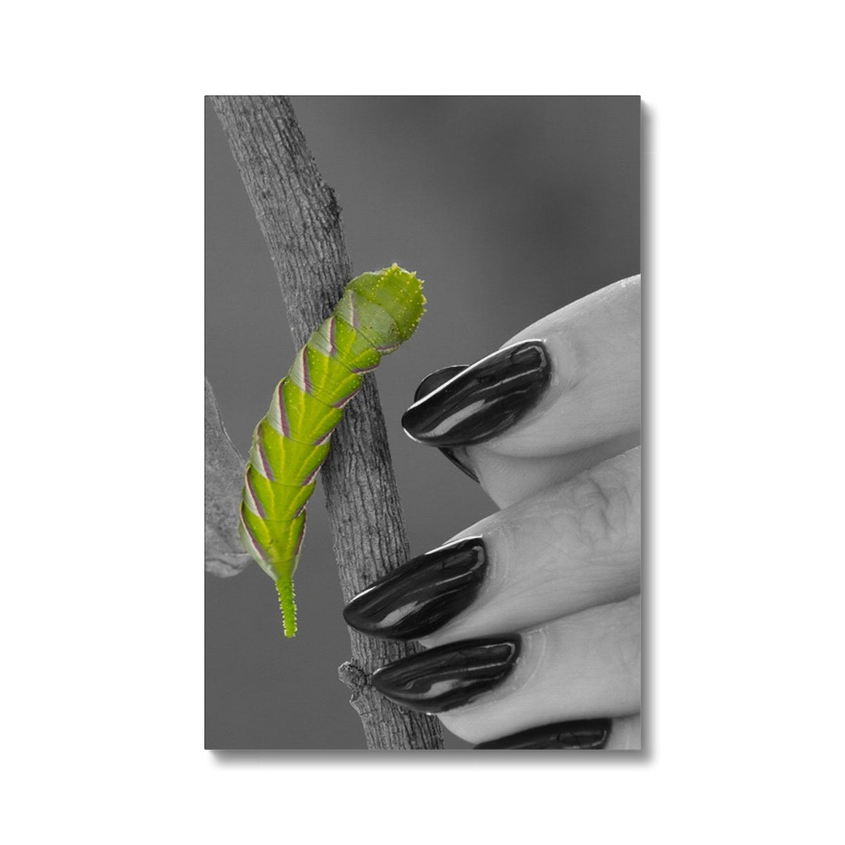 Squeaks Eco Canvas