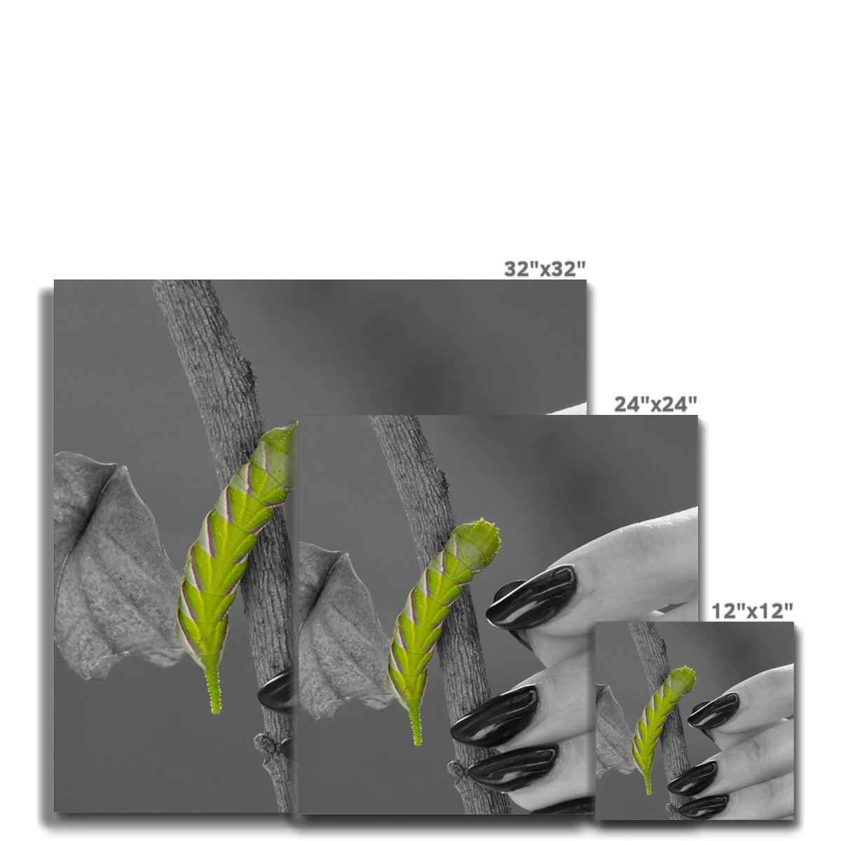 Squeaks Canvas