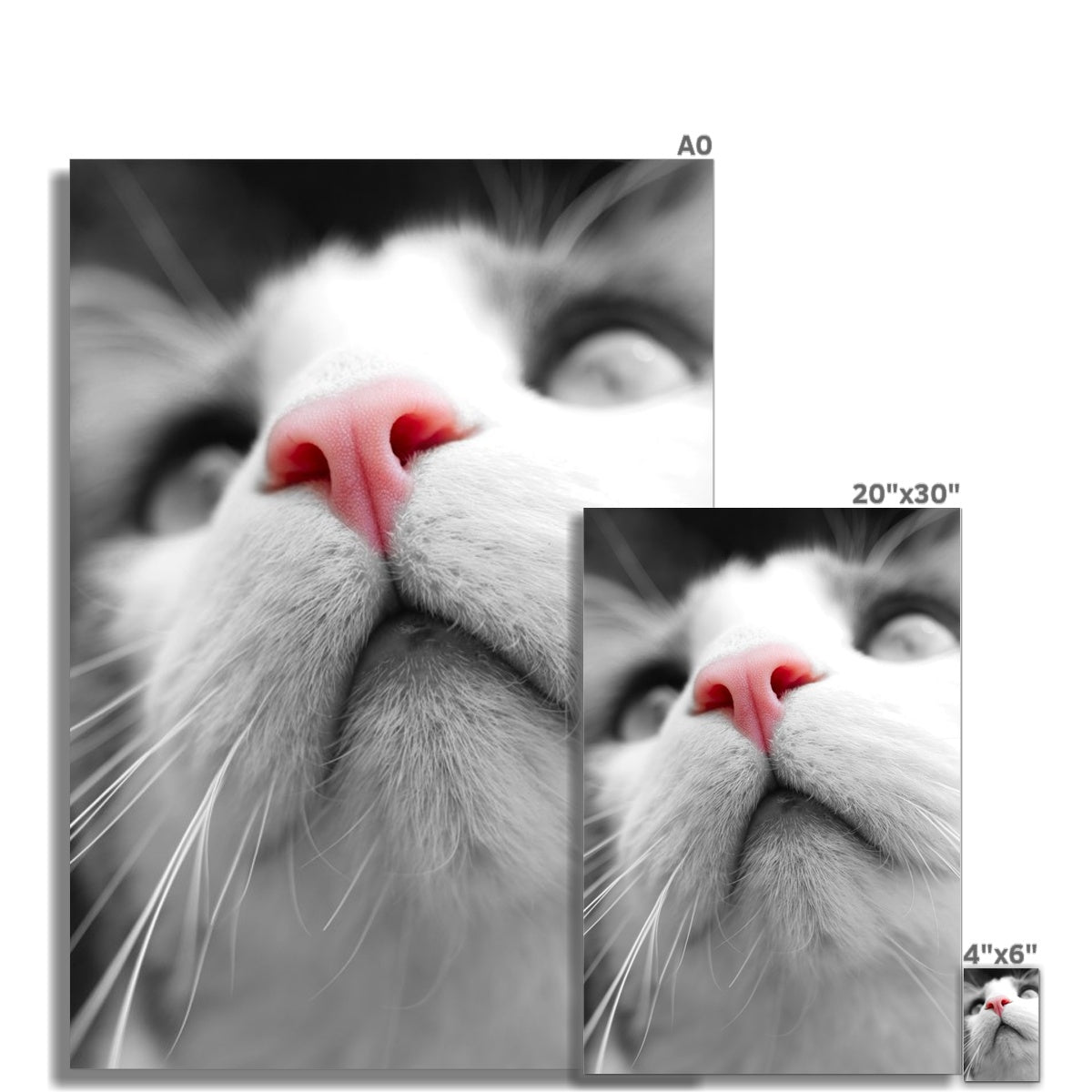 Pink Noses Rolled Eco Canvas