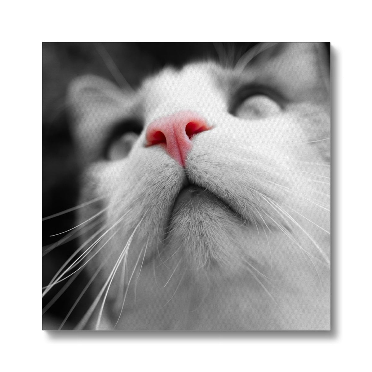 Pink Noses Canvas