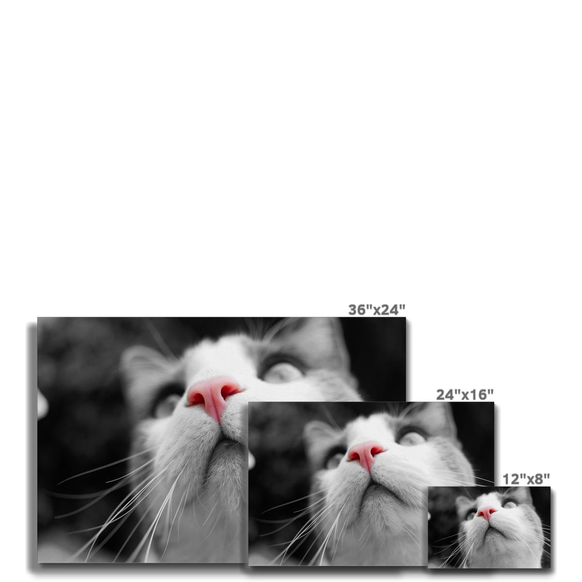 Pink Noses Canvas