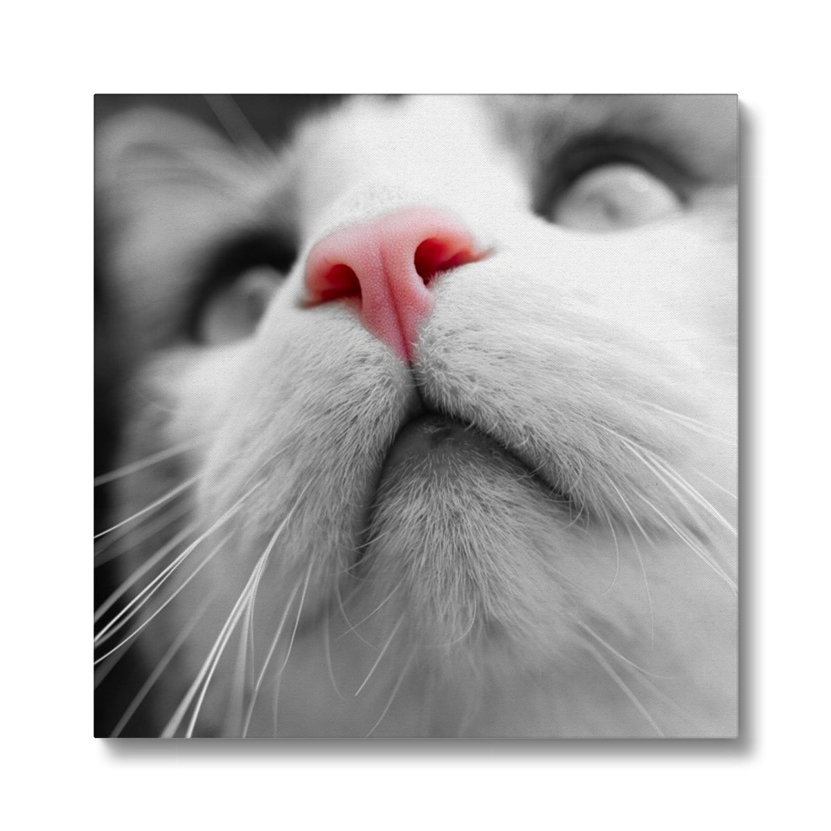 Pink Noses Canvas